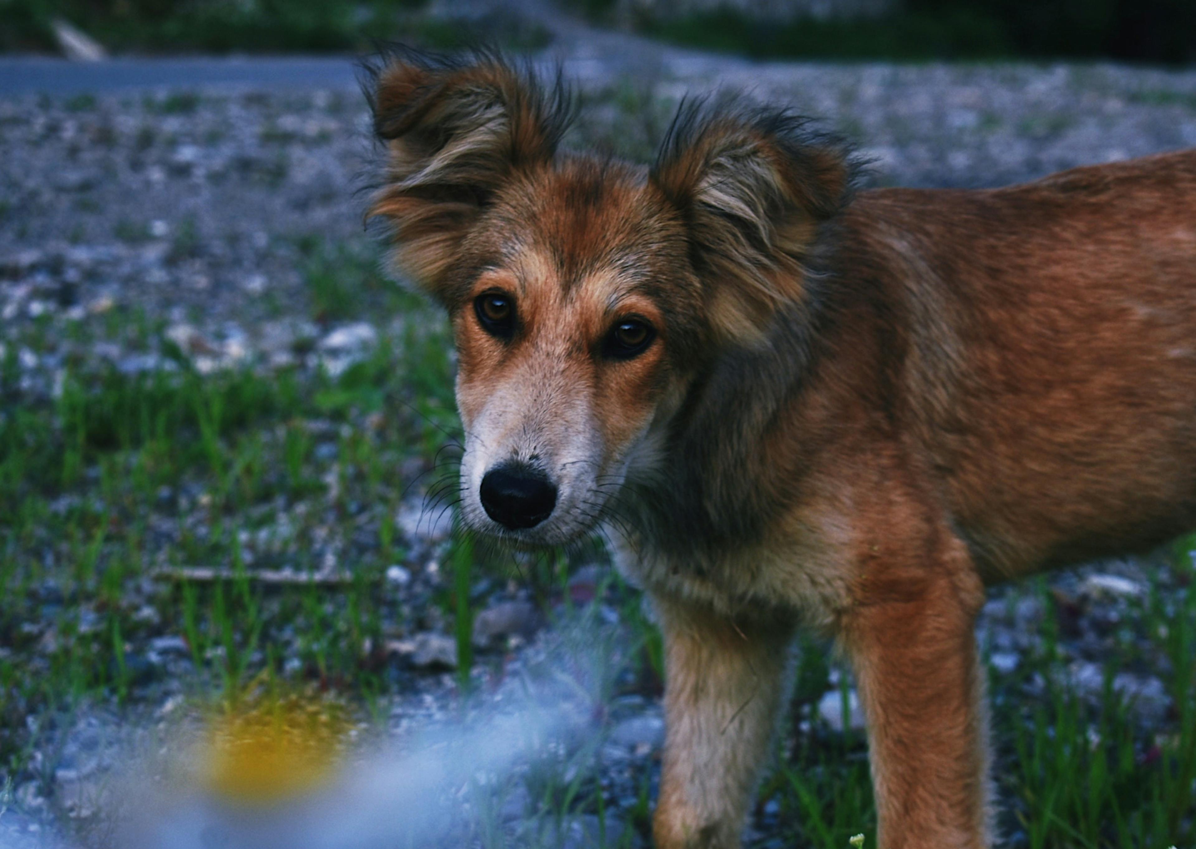 Berger créole dehors de nuit