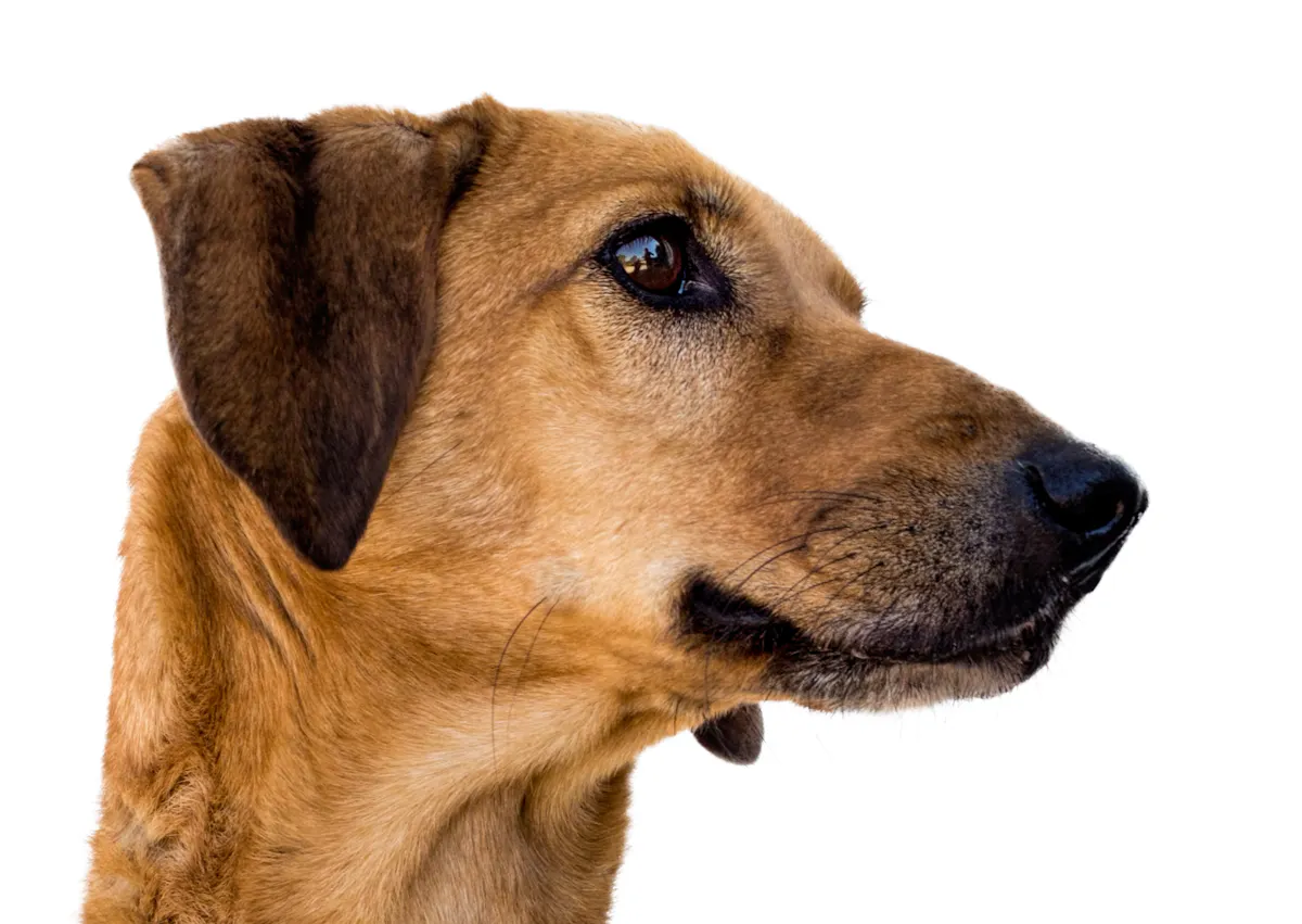 Berger créole sur fond blanc qui regarde sur le côté