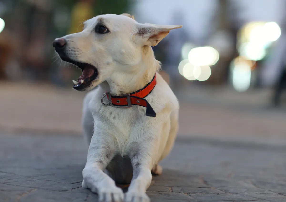 Berger créolequi baille et est couché sur une route en bêton