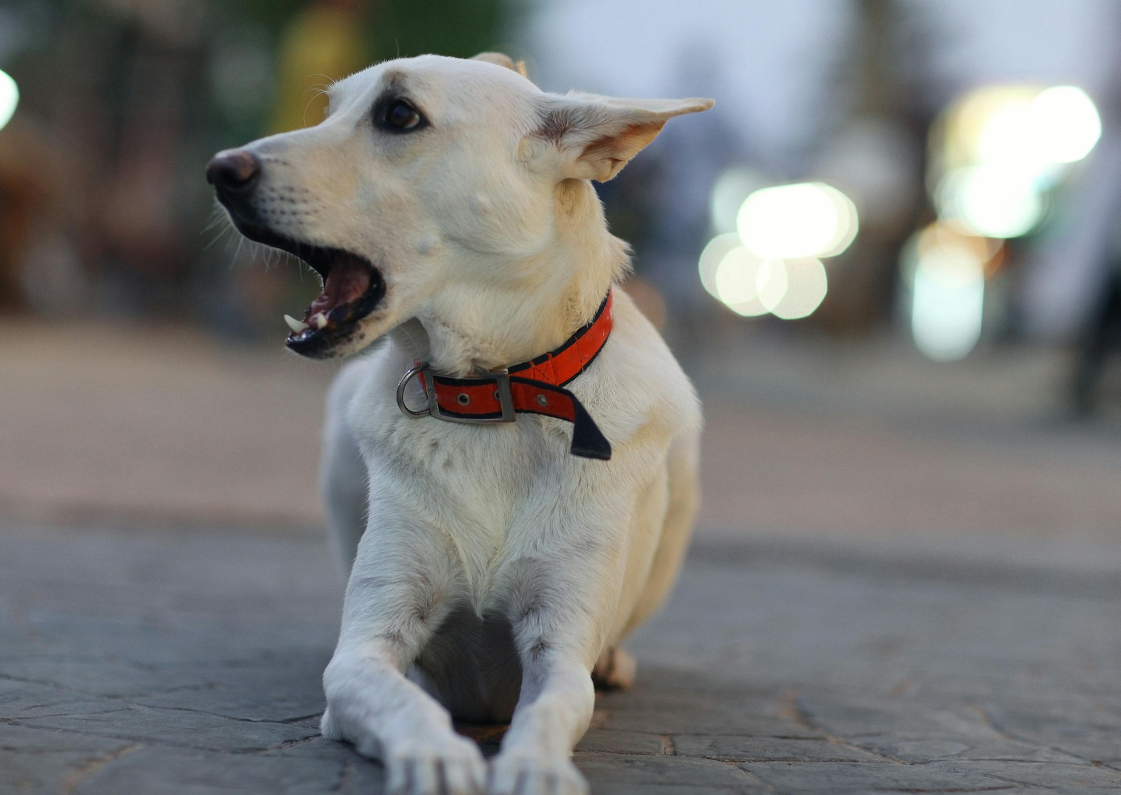 Berger créolequi baille et est couché sur une route en bêton