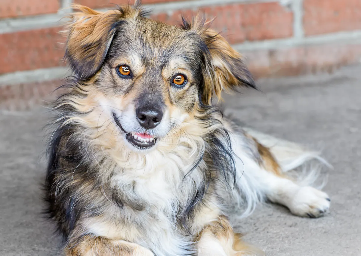 Berger créole couché dehors