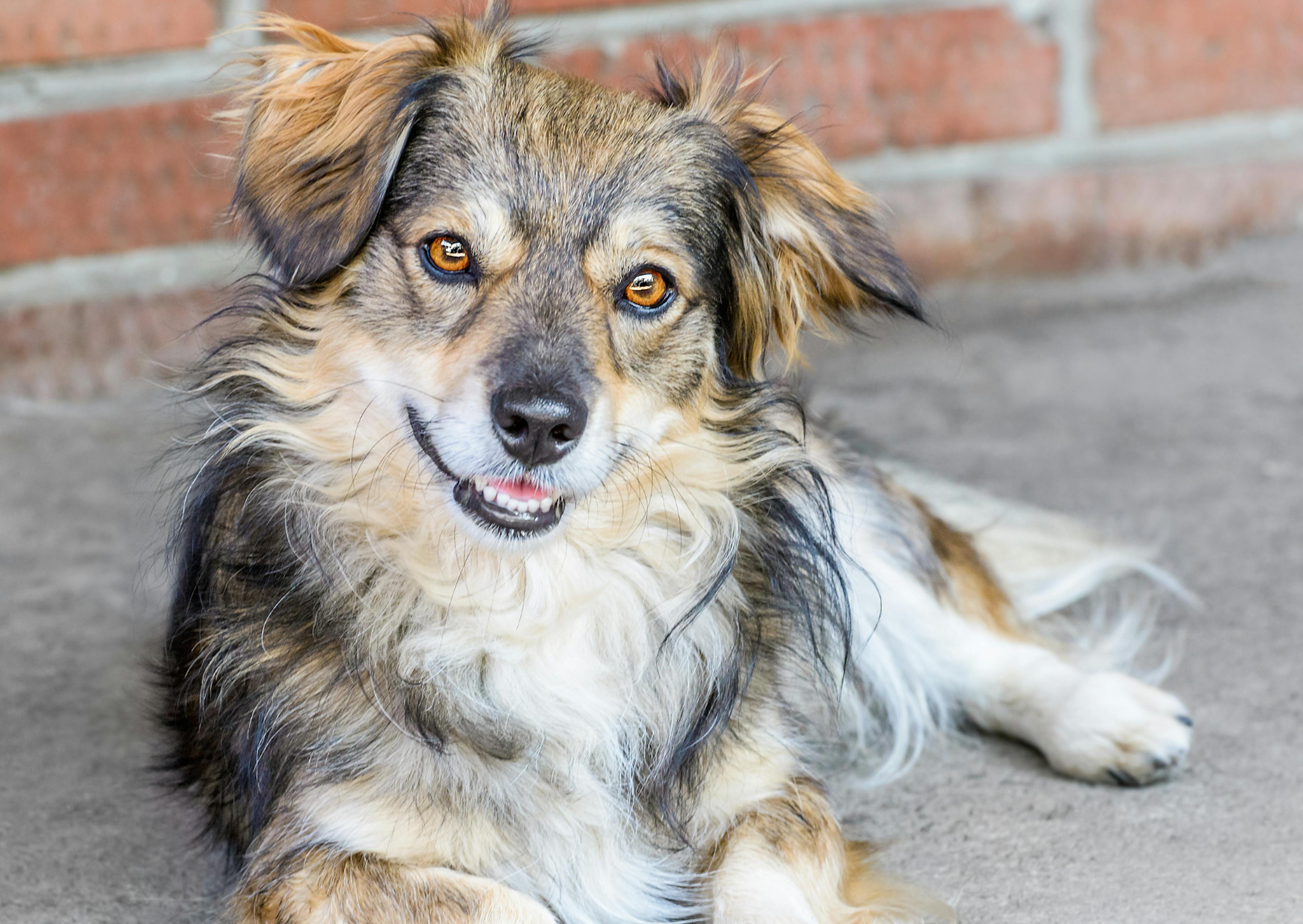 Berger créole couché dehors