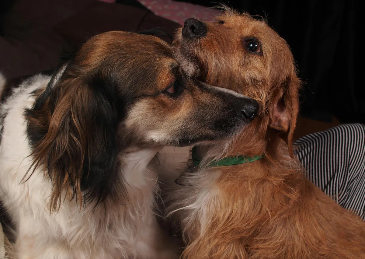 2 Berger créole couchés 