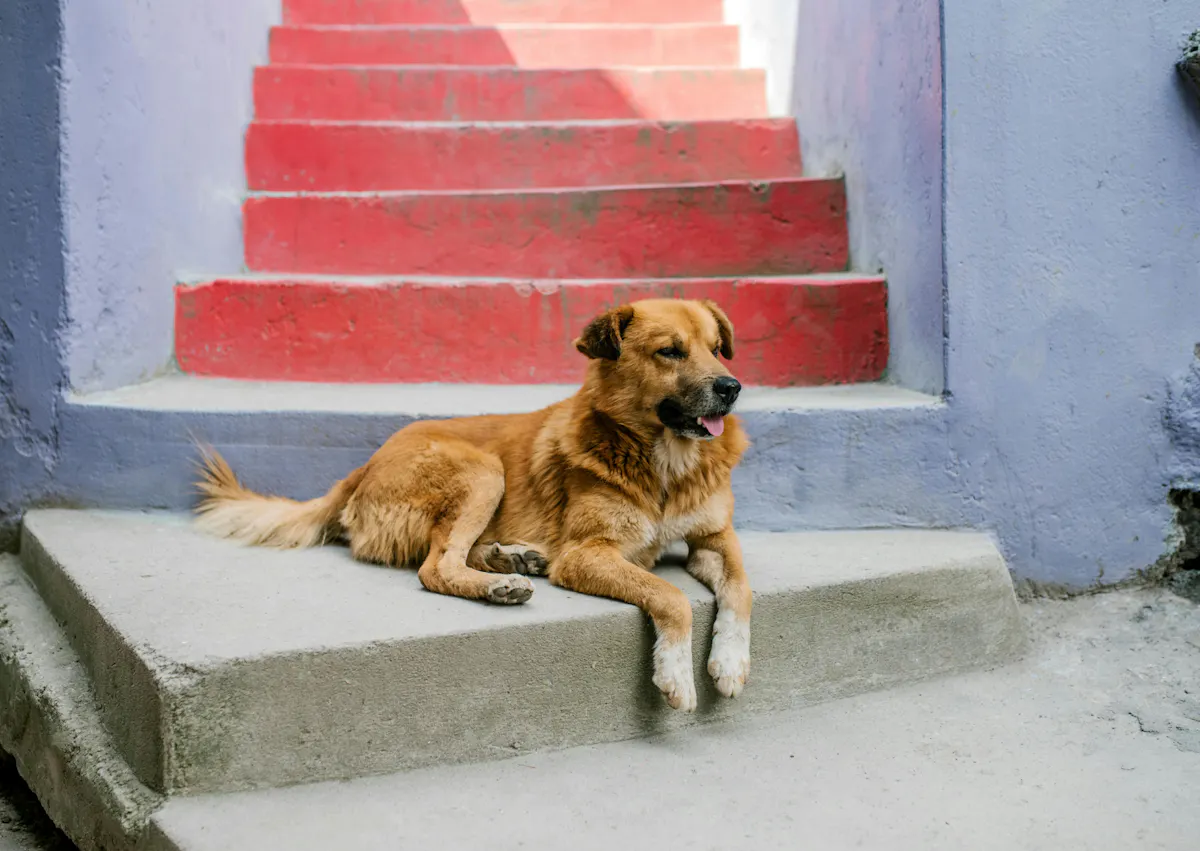 Berger créole couché sur une marche en bas d'escaliers roses