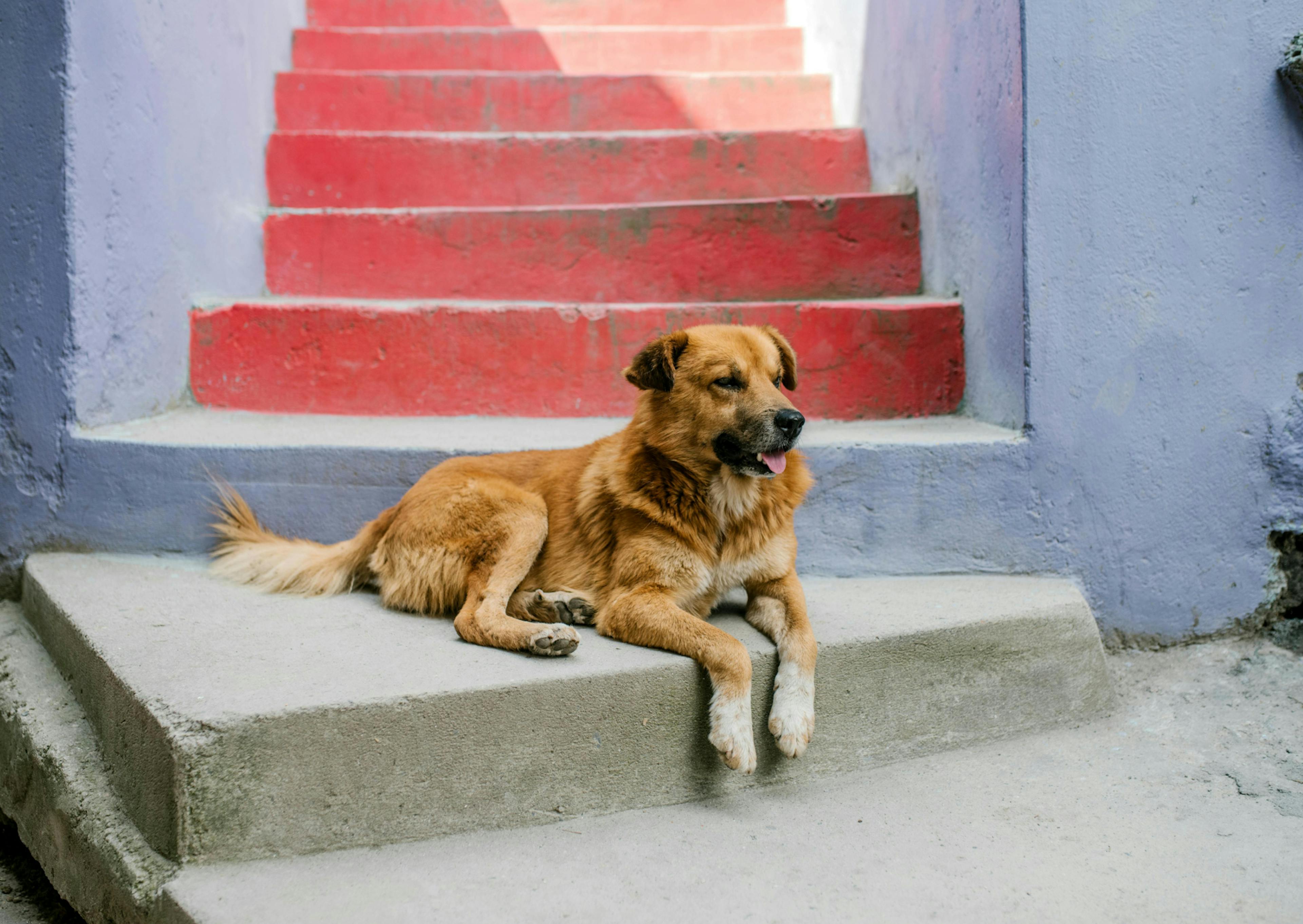 Berger créole couché sur une marche en bas d'escaliers roses