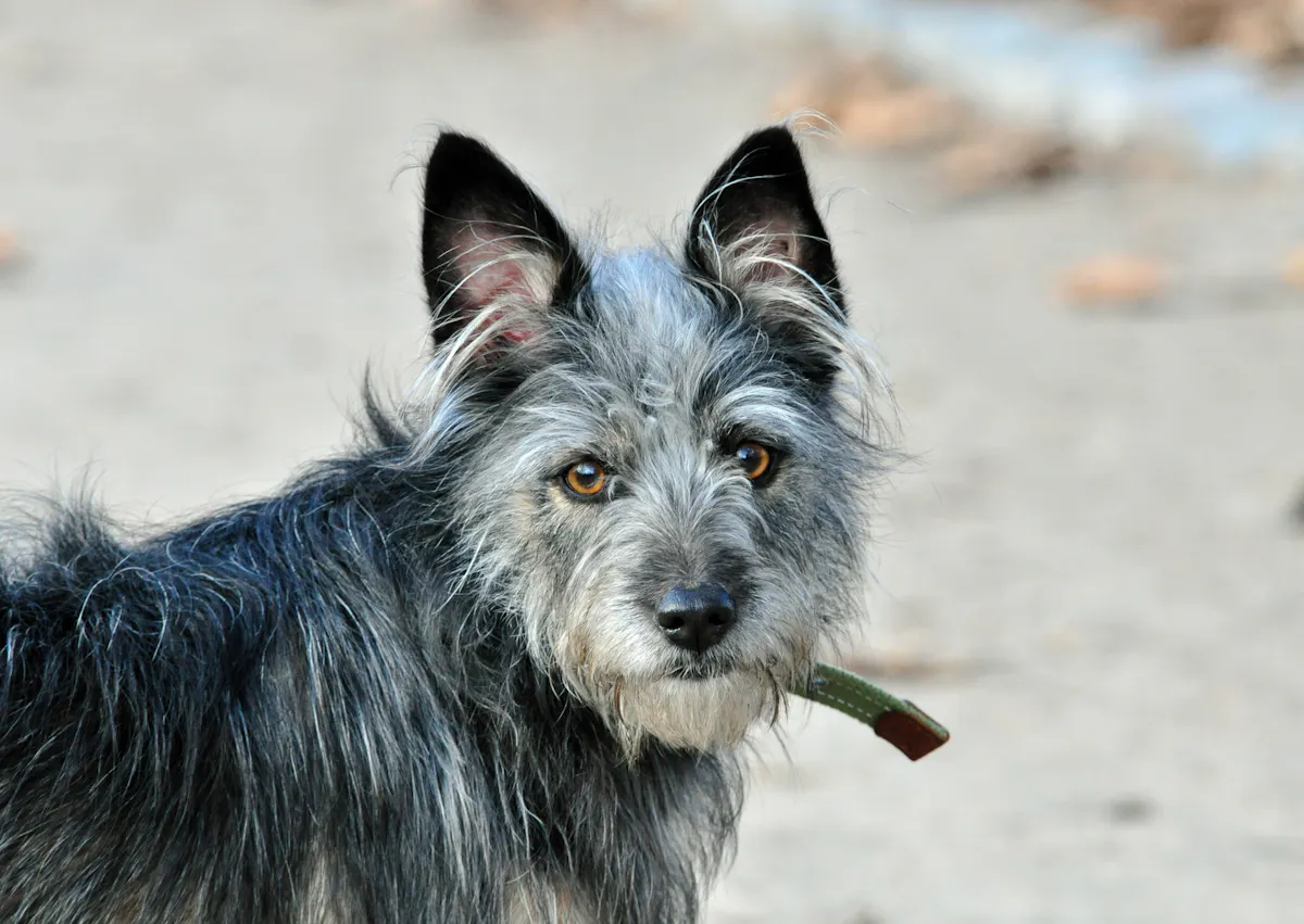 Berger créole qui regarde en arrière 
