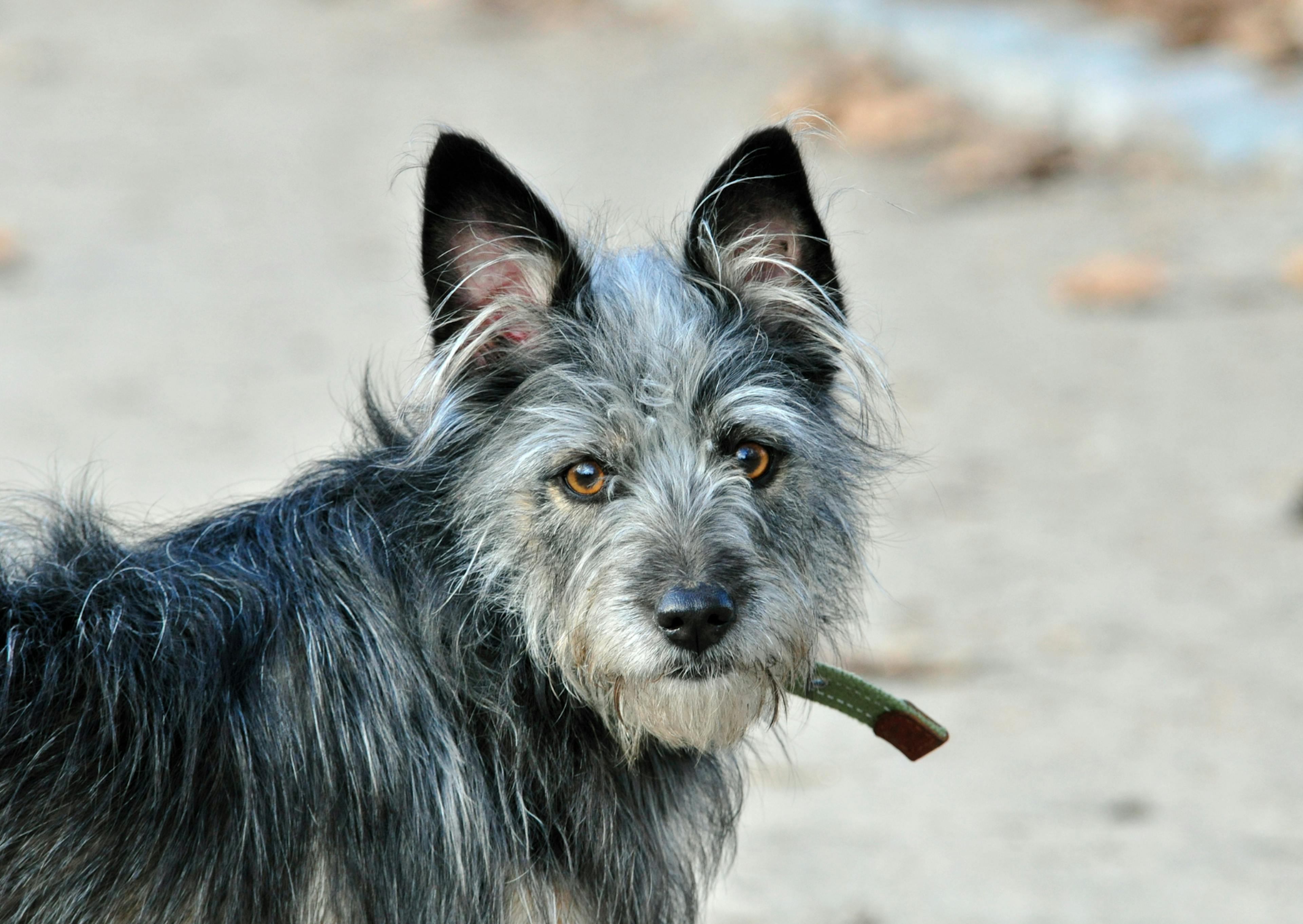 Berger créole qui regarde en arrière