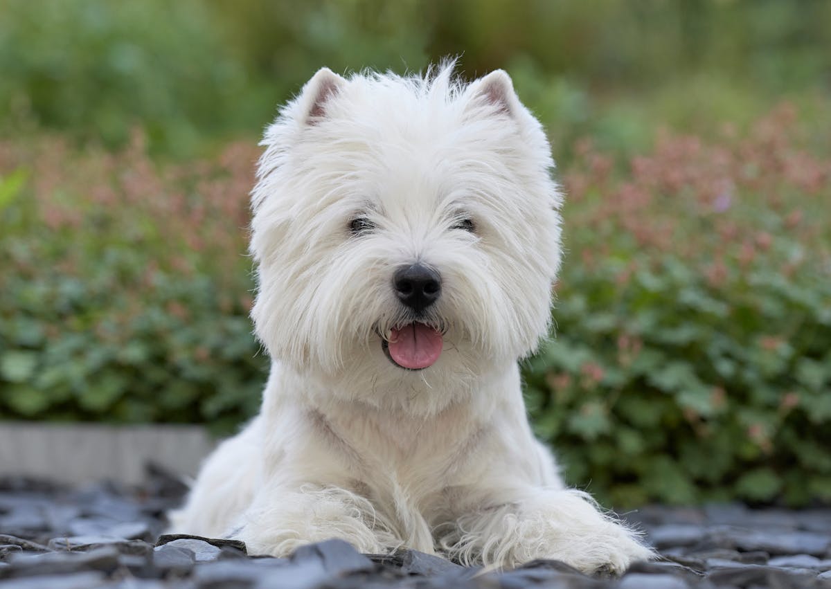 Westie couché dehors et regarde l'objectif