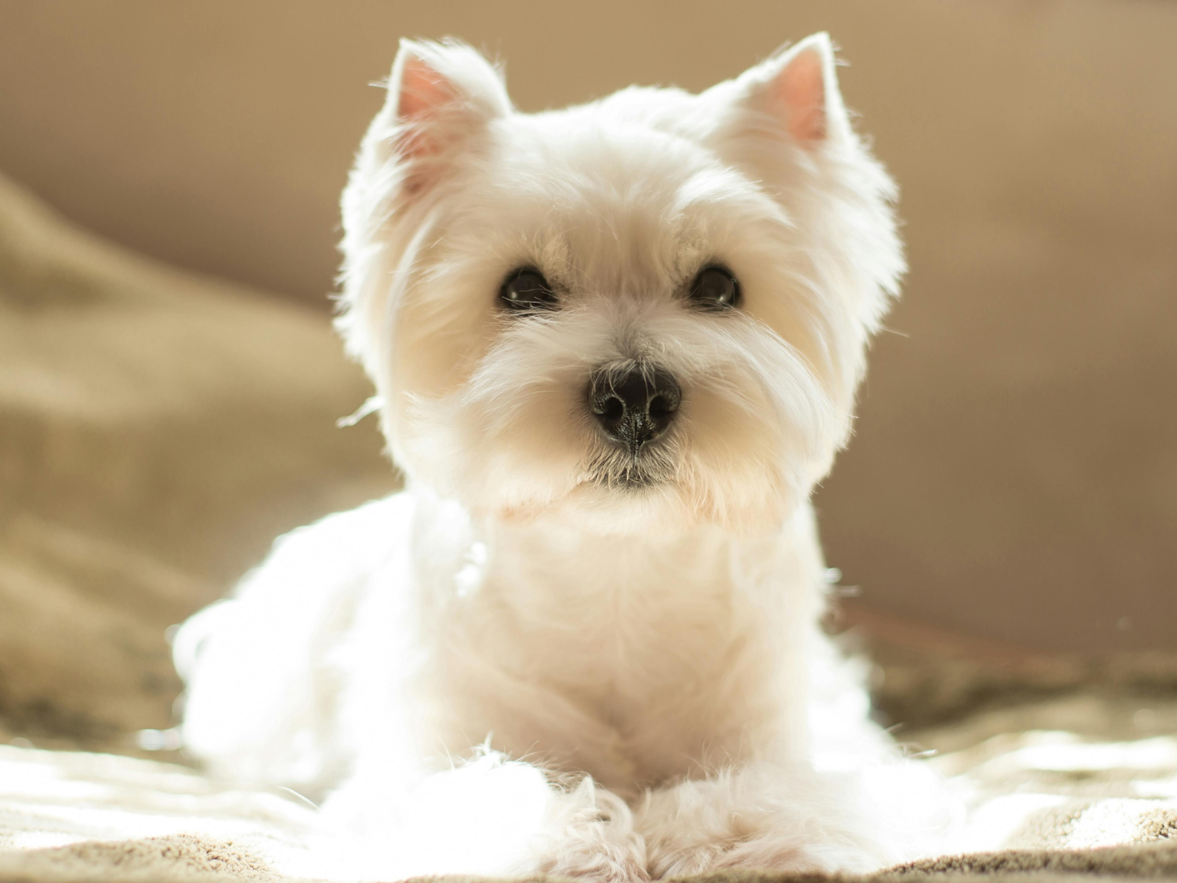 Westie couché sur un lit, il est attentif 