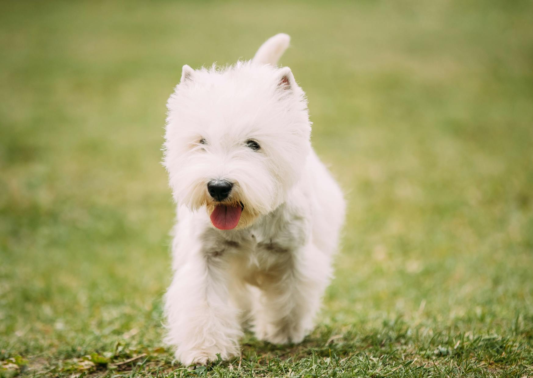 Westie qui court sur de la pelouse