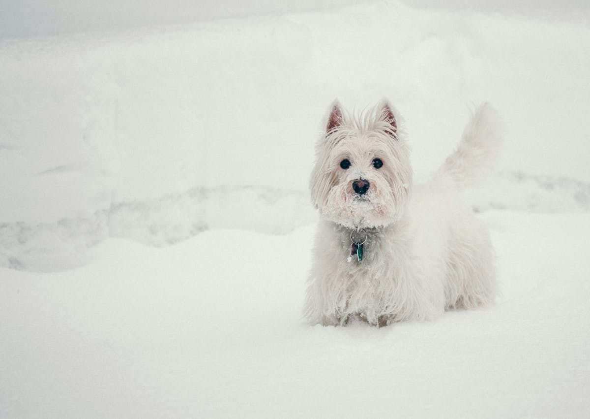 Westie qui marche dans la neige