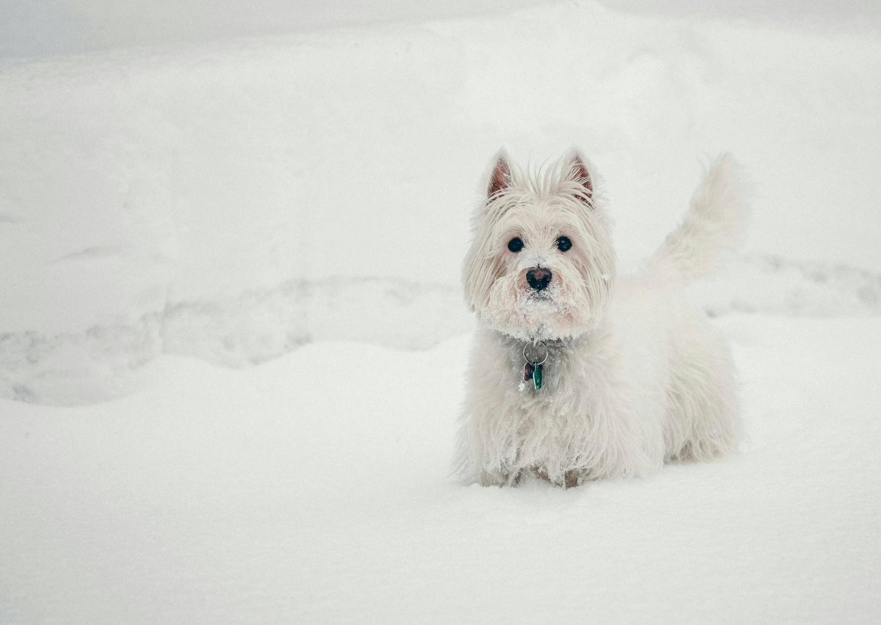 Westie qui marche dans la neige