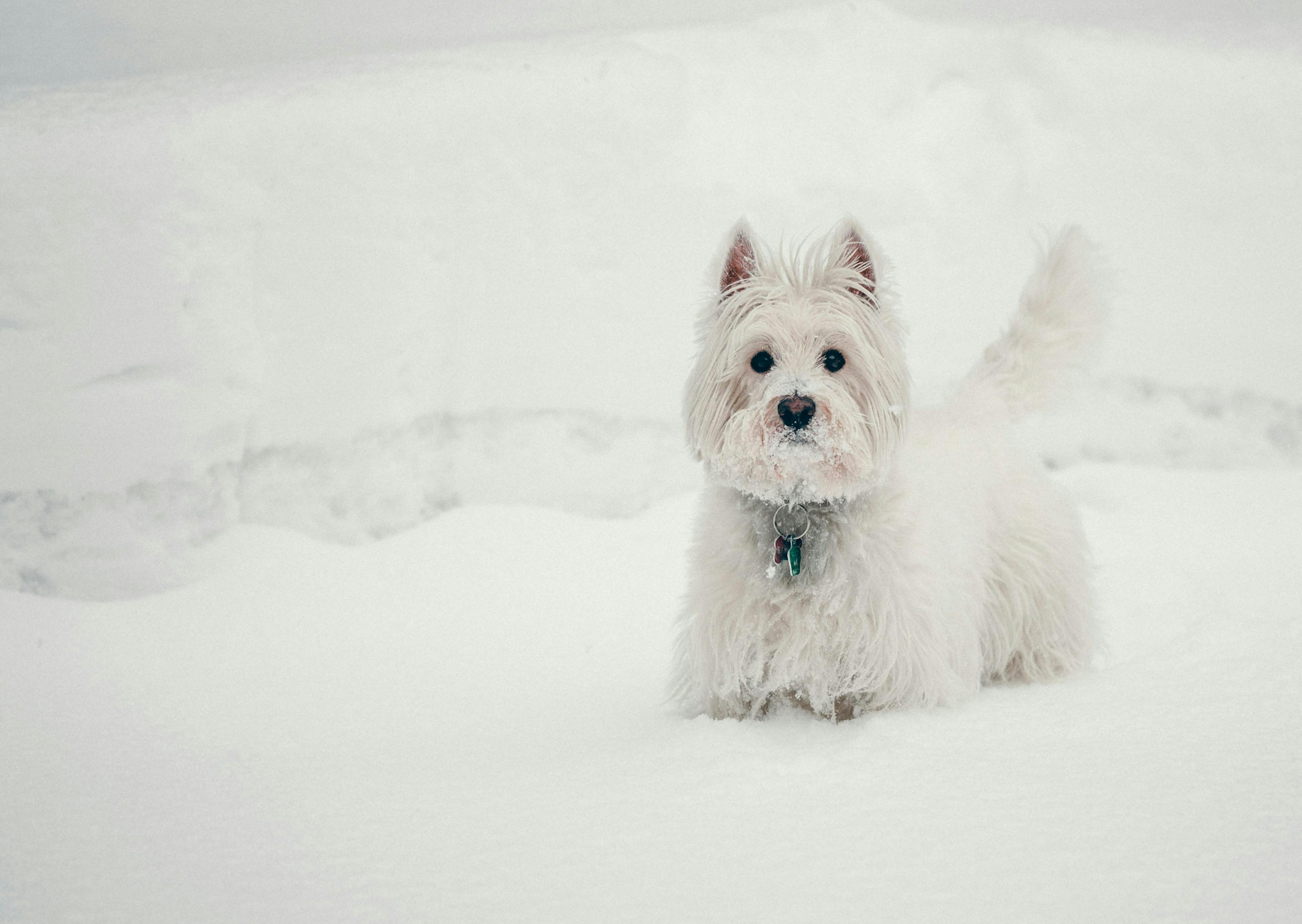 Westie qui marche dans la neige 