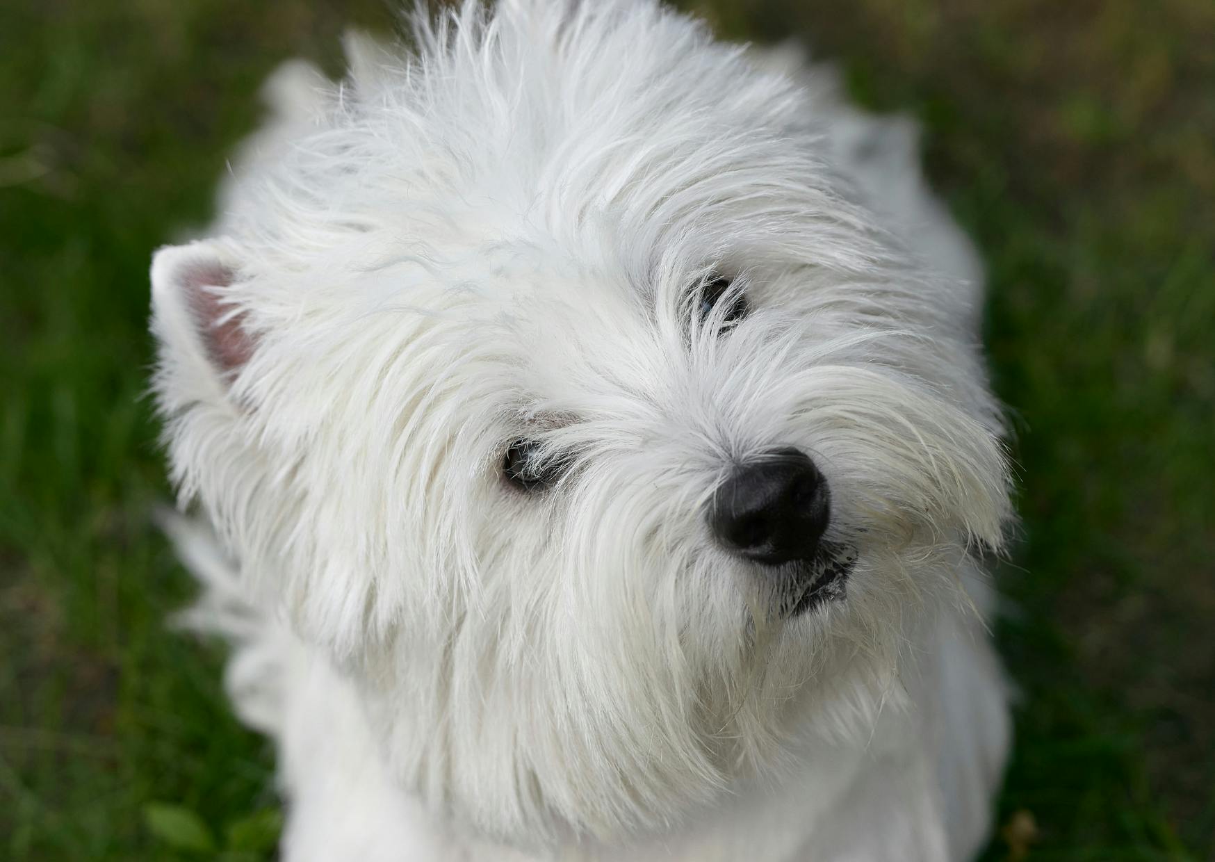 Westie qui tourne légèrement la tête vers le haut