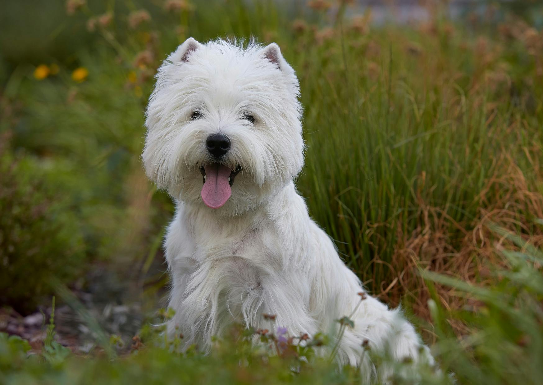 Westie assis sur une pelouse