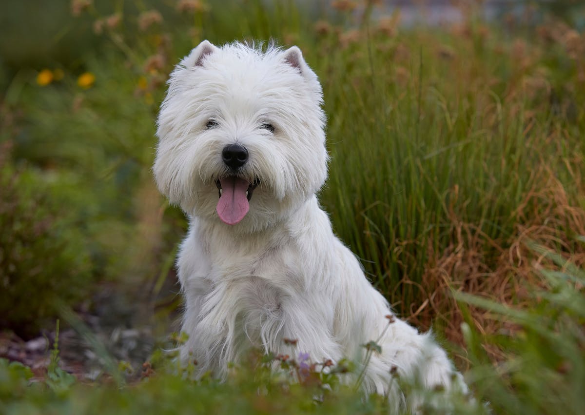 Westie assis sur une pelouse 