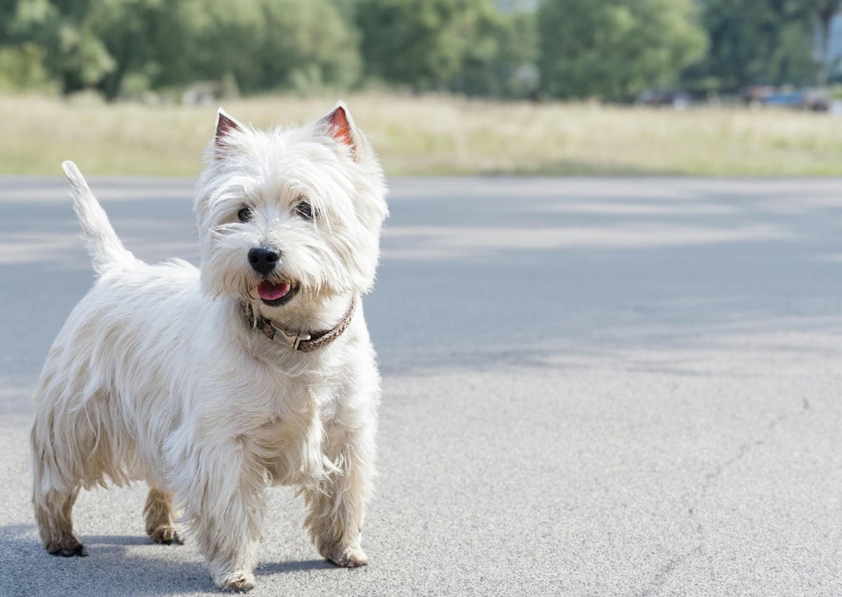 Westie qui regarde au loin, il est sur une route 