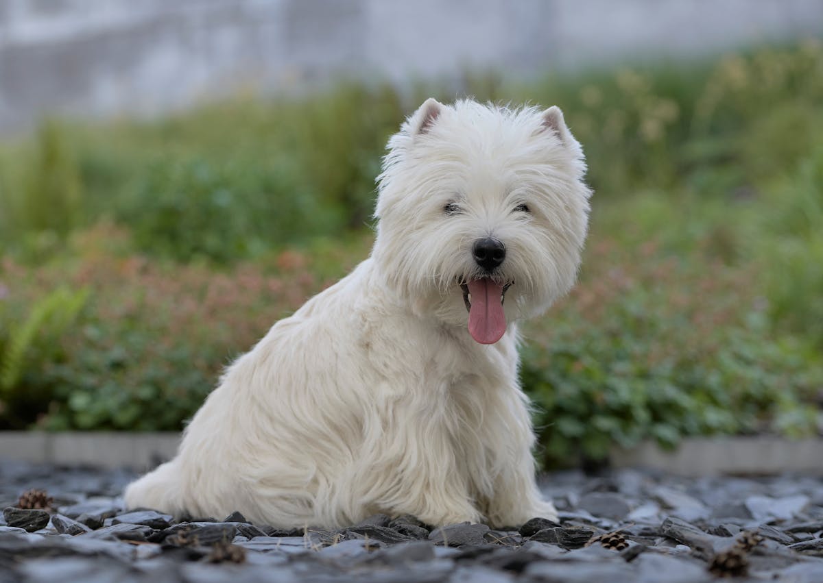 Westie assis dehors, il tire la langue et regarde l'objectif de la caméra