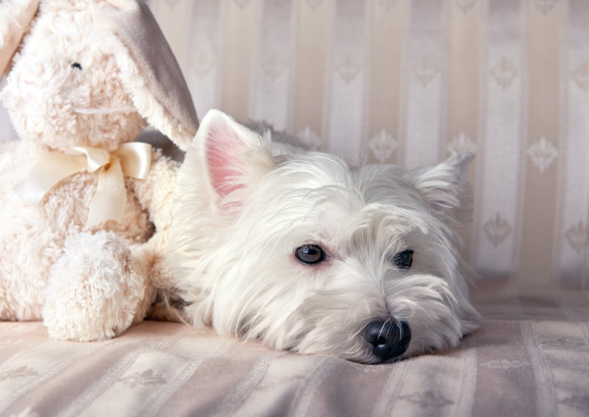 Westie couché sur un canapé avec une peluche lapin à côté de lui 