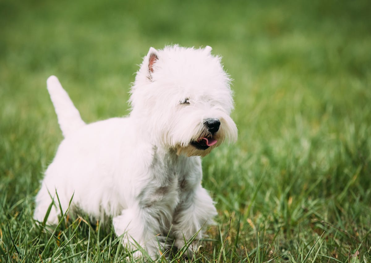 Westie qui court dans l'herbe
