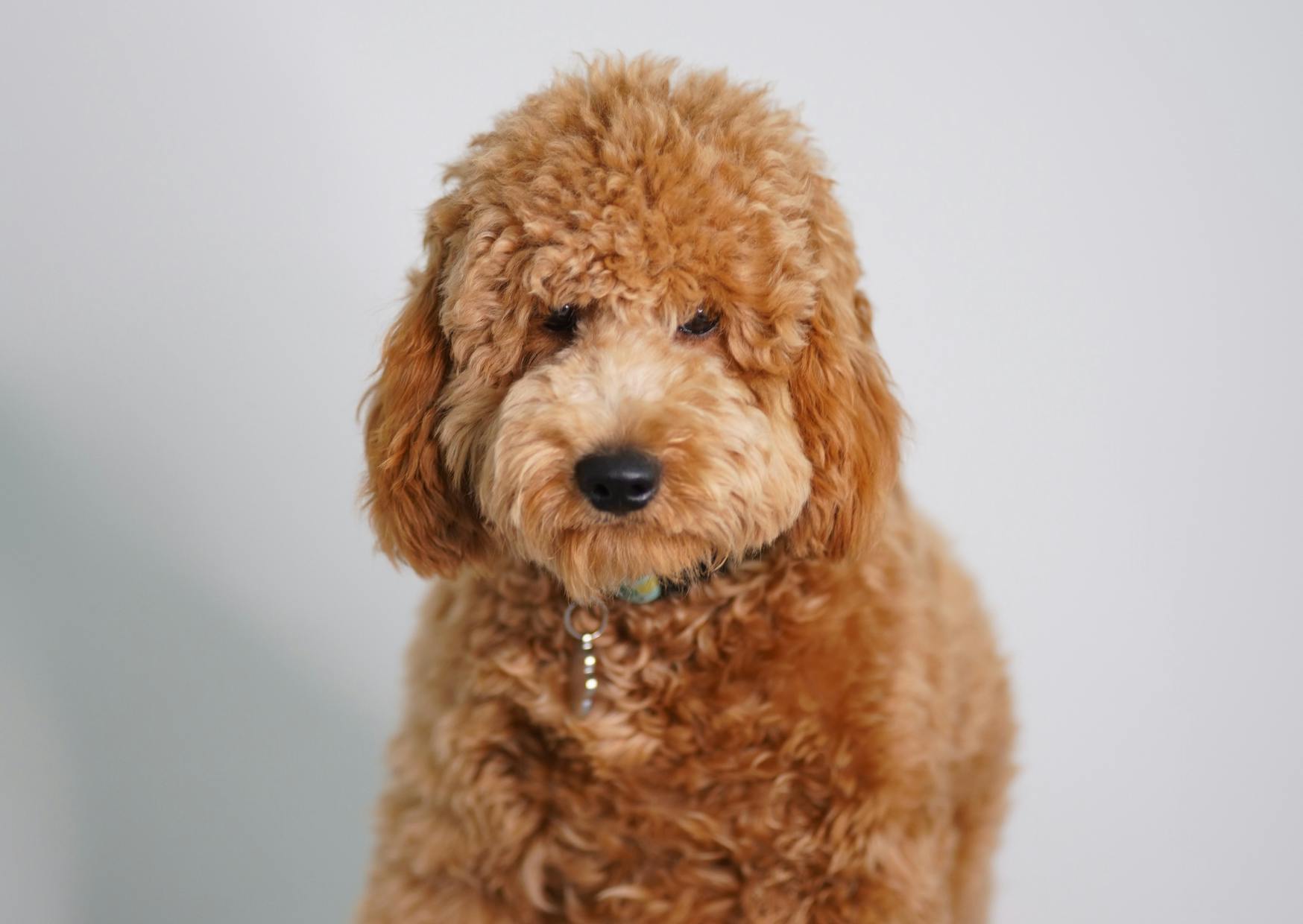 Goldendoodle sur un fond gris, il regarde l'objectif