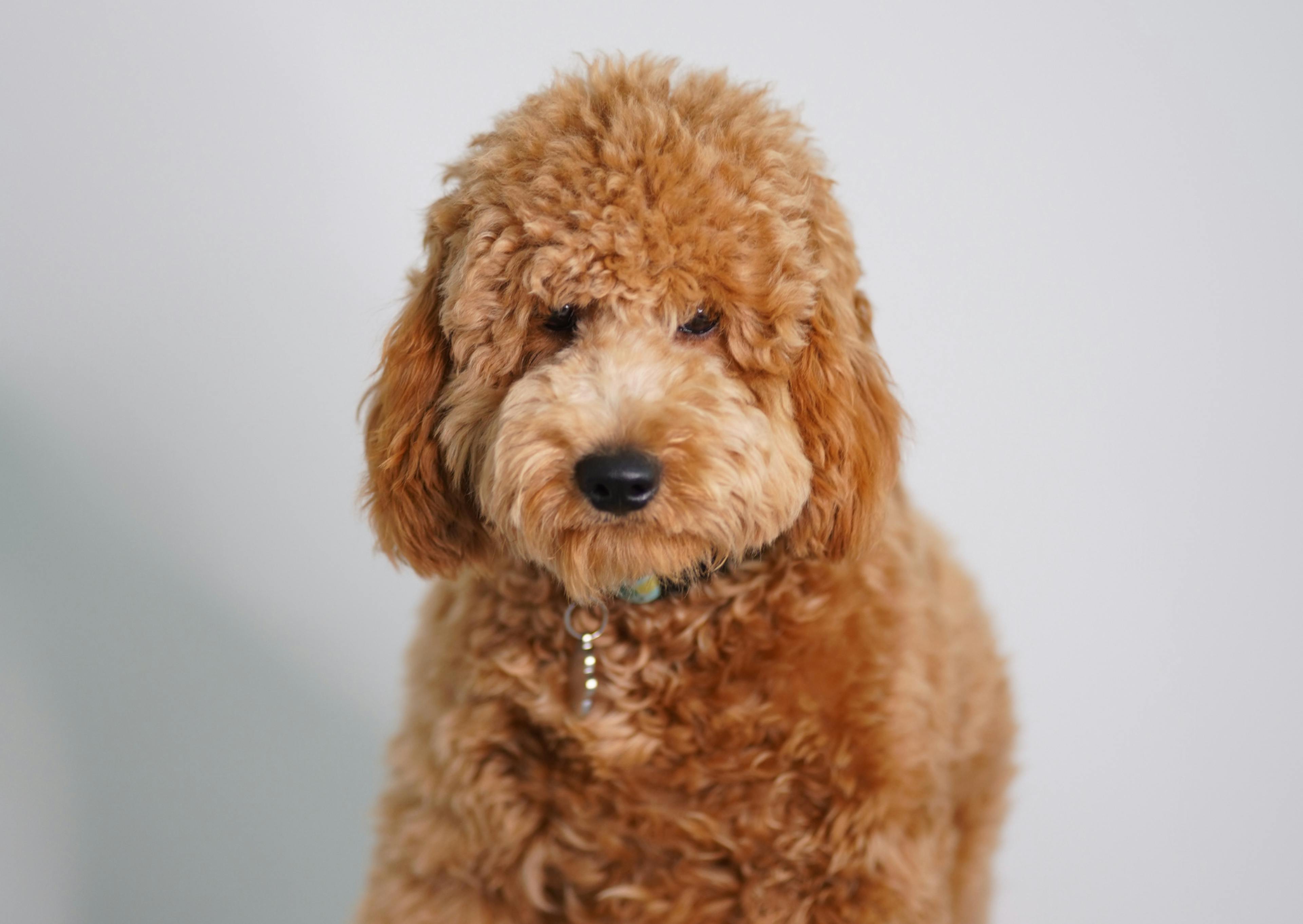 Goldendoodle sur un fond gris, il regarde l'objectif