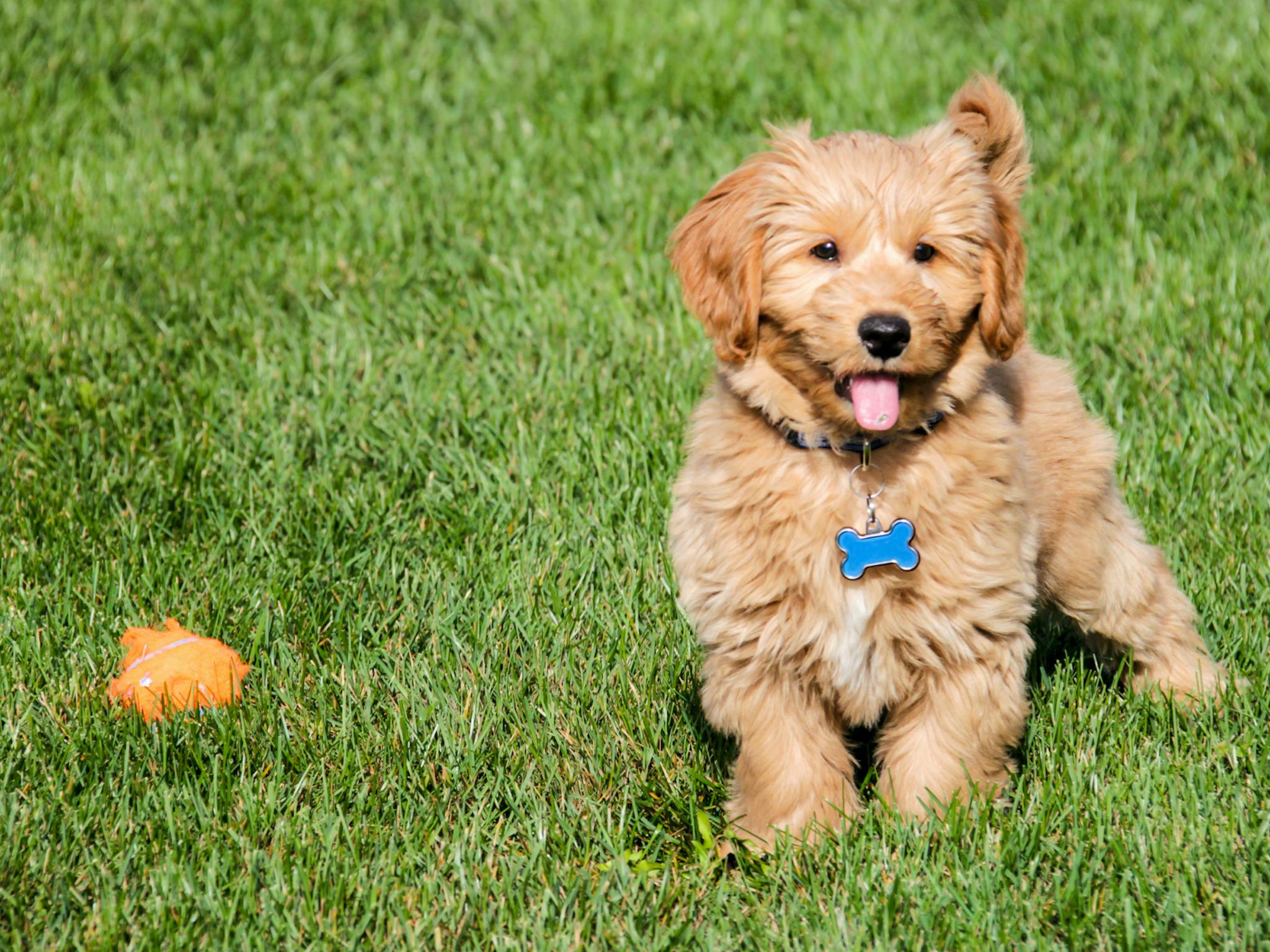 POODLE TOUT SAVOIR SUR CETTE RACE DE CHIEN visual data 6