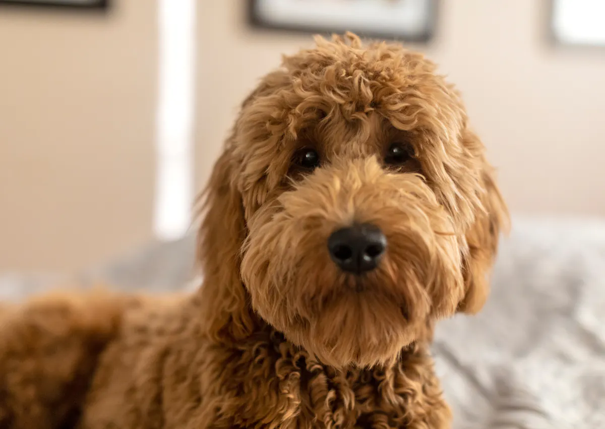 Goldendoodle qui regarde droit devant lui