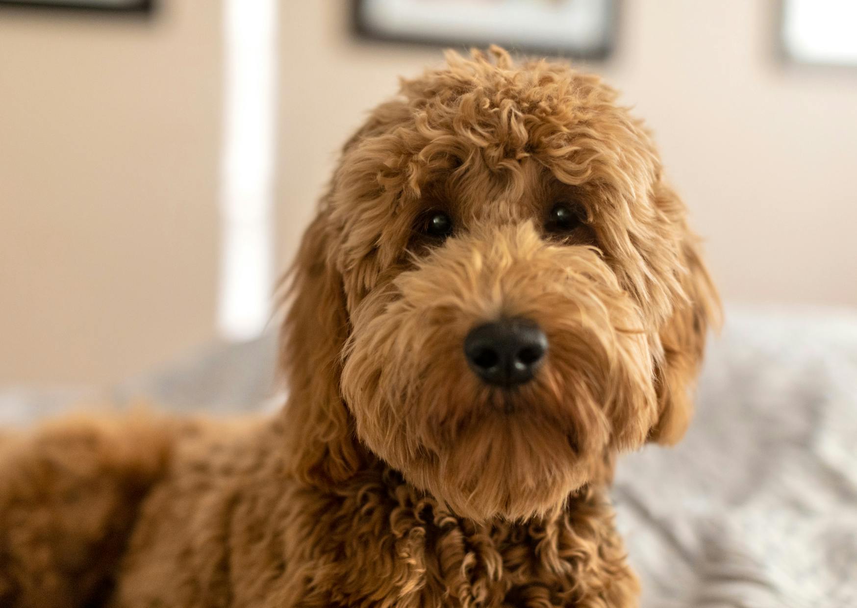 Goldendoodle qui regarde droit devant lui