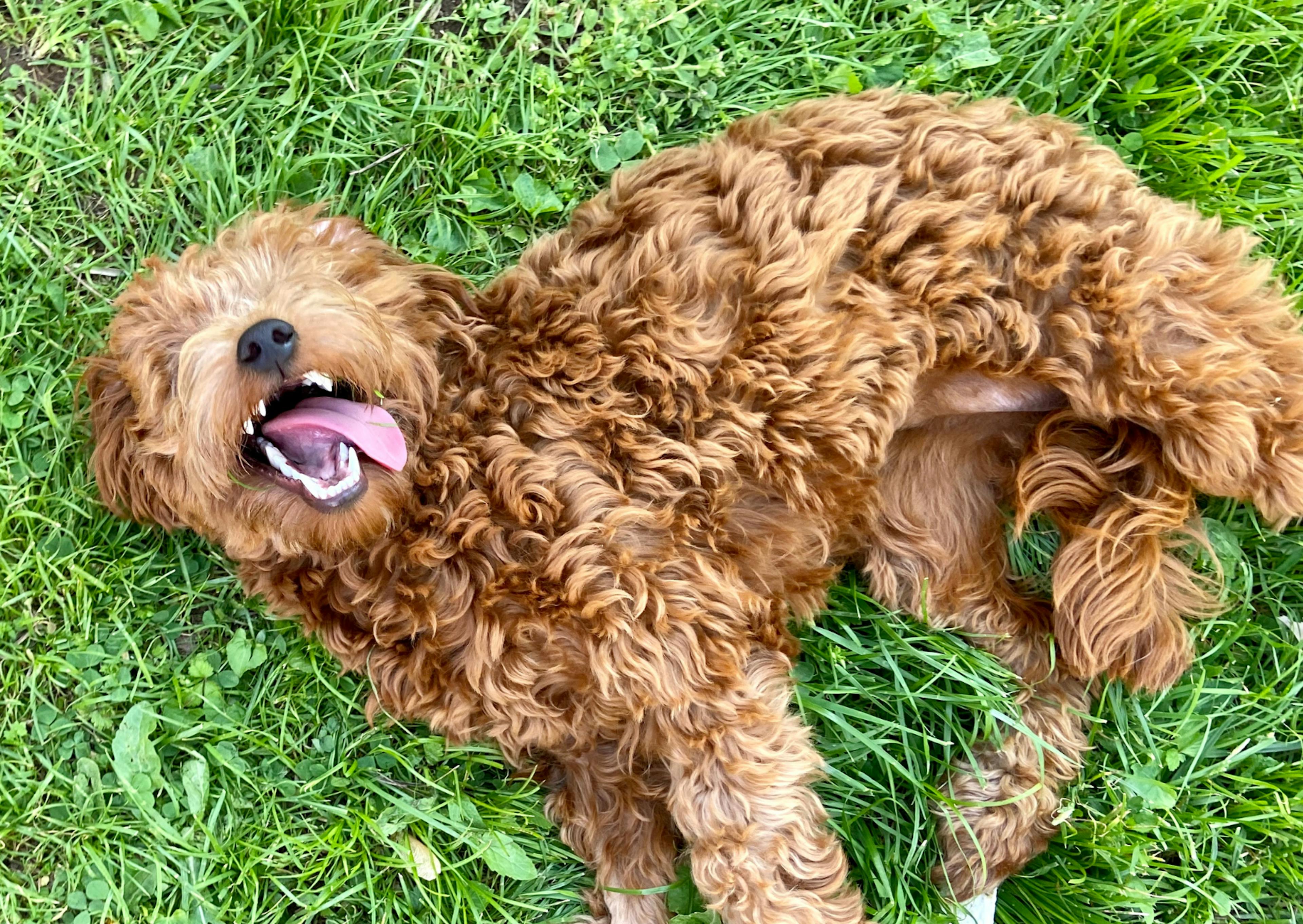 Goldendoodle allongé dans l'herbe, il joue et tire la langue 