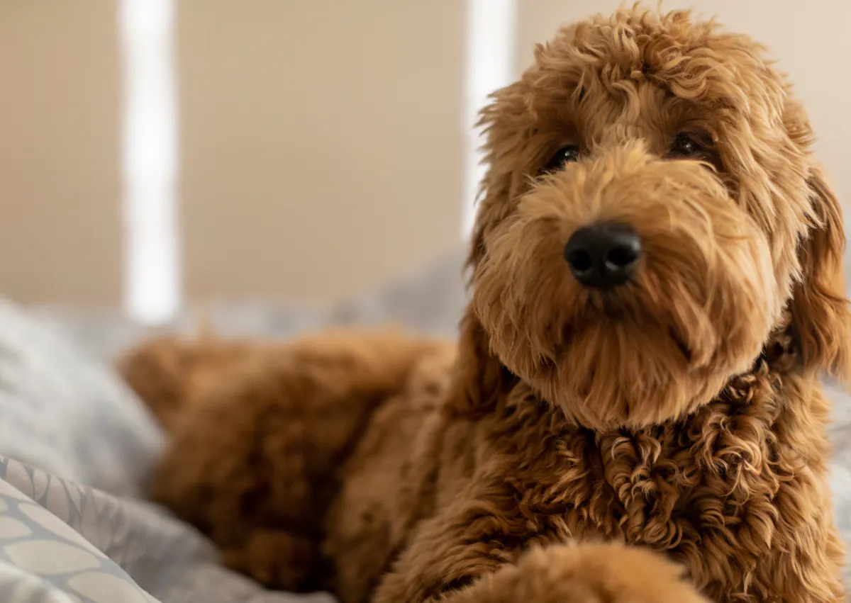 Goldendoodle couché sur un lit