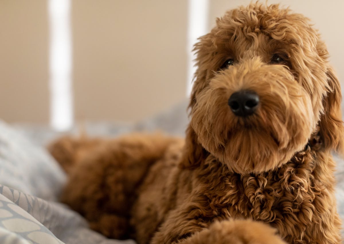 Goldendoodle couché sur un lit 