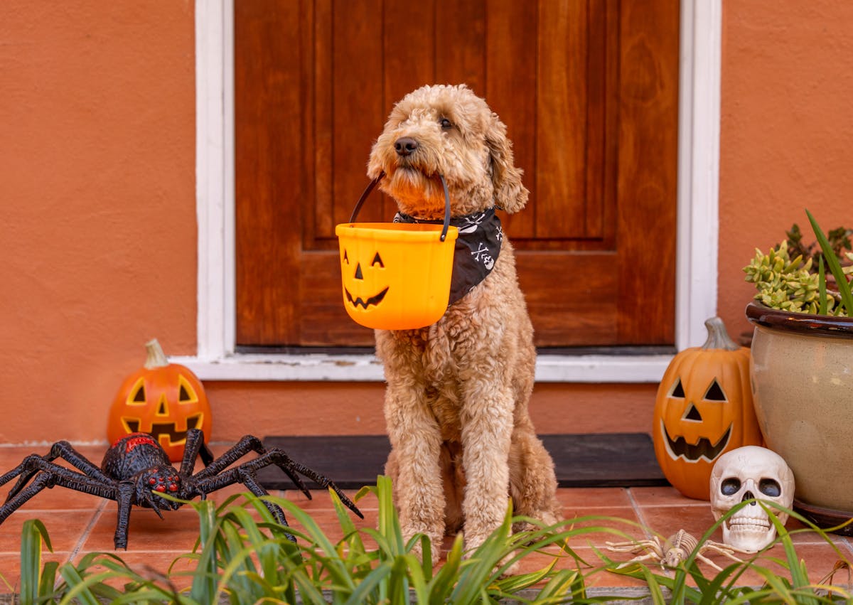 chien qui tient un seau en forme de citrouille dans la gueule