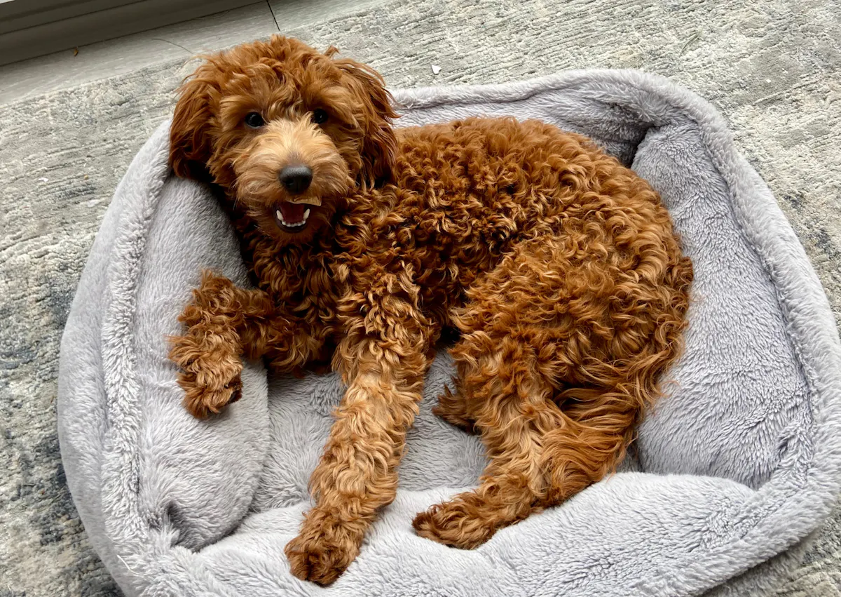 Goldendoodle couché dans son panier