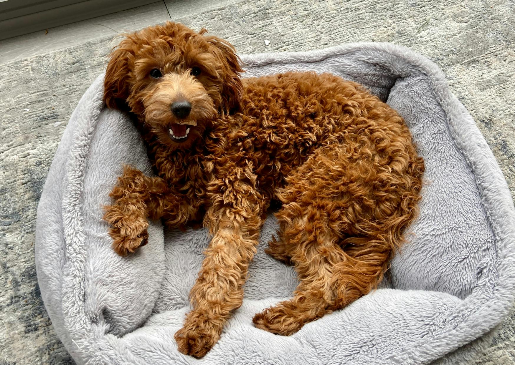 Goldendoodle couché dans son panier