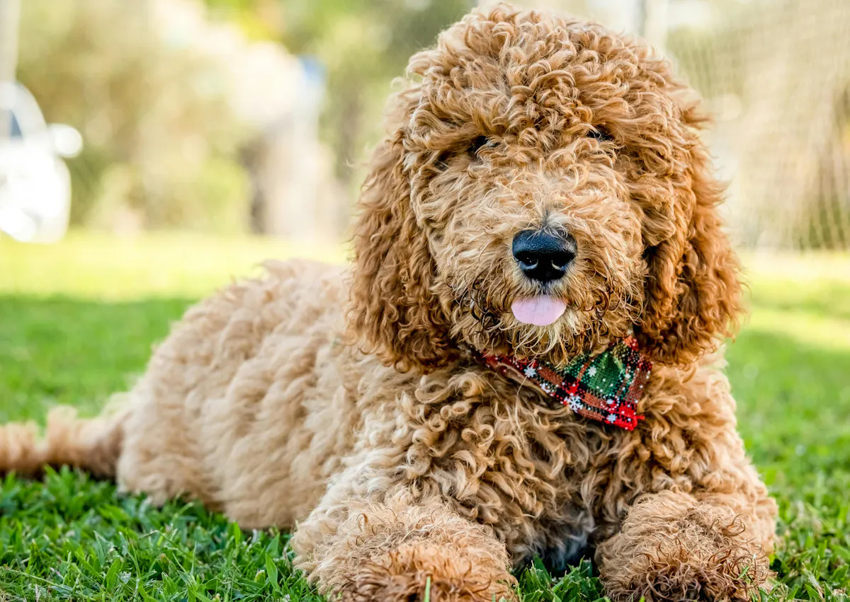 Goldendoodle couché dans une pelouse