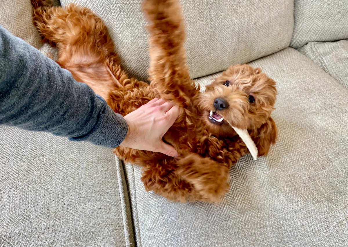 Goldendoodle qui joue avec quelqu'un et a une corne dans la gueule