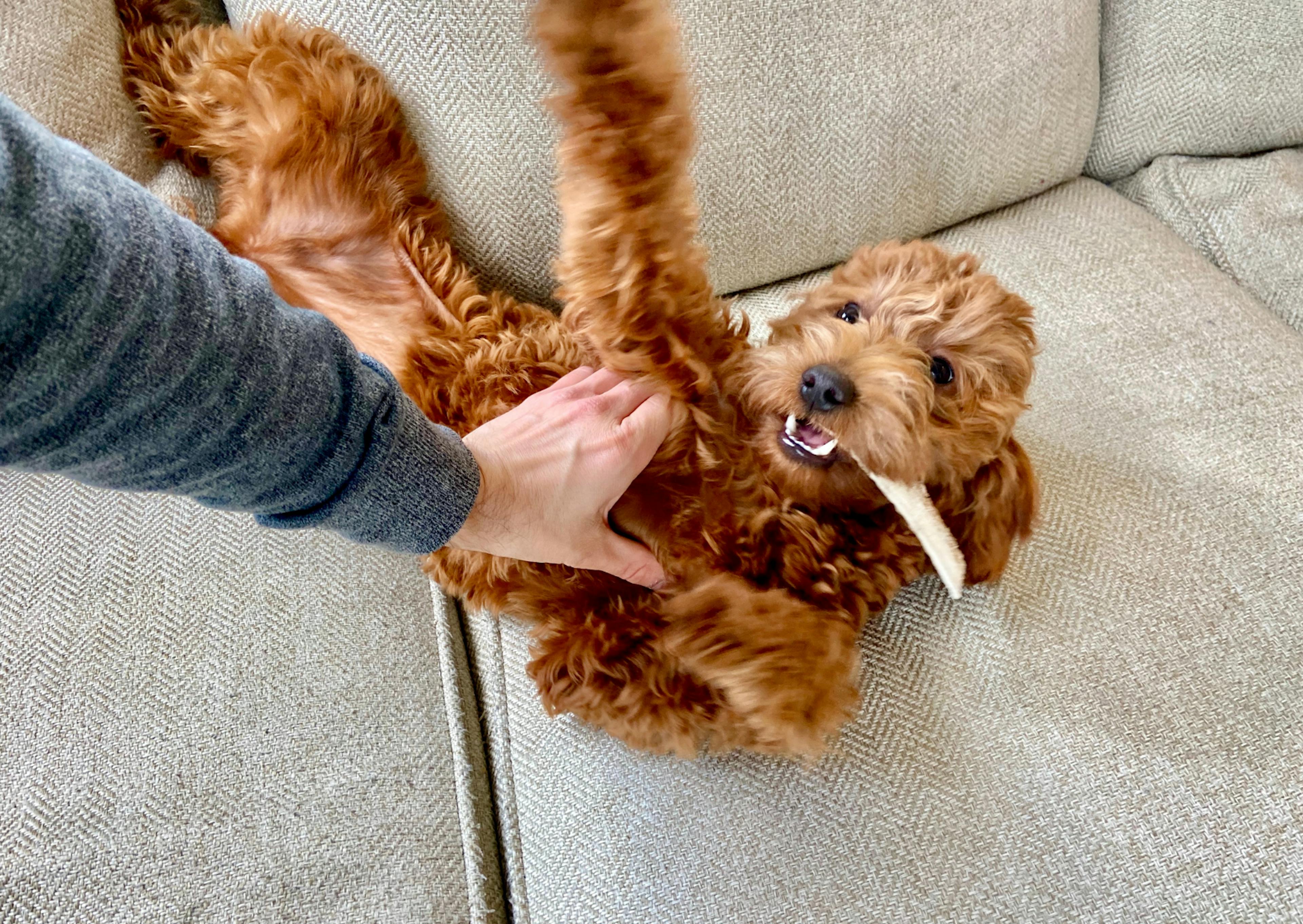 Goldendoodle qui joue avec quelqu'un et a une corne dans la gueule