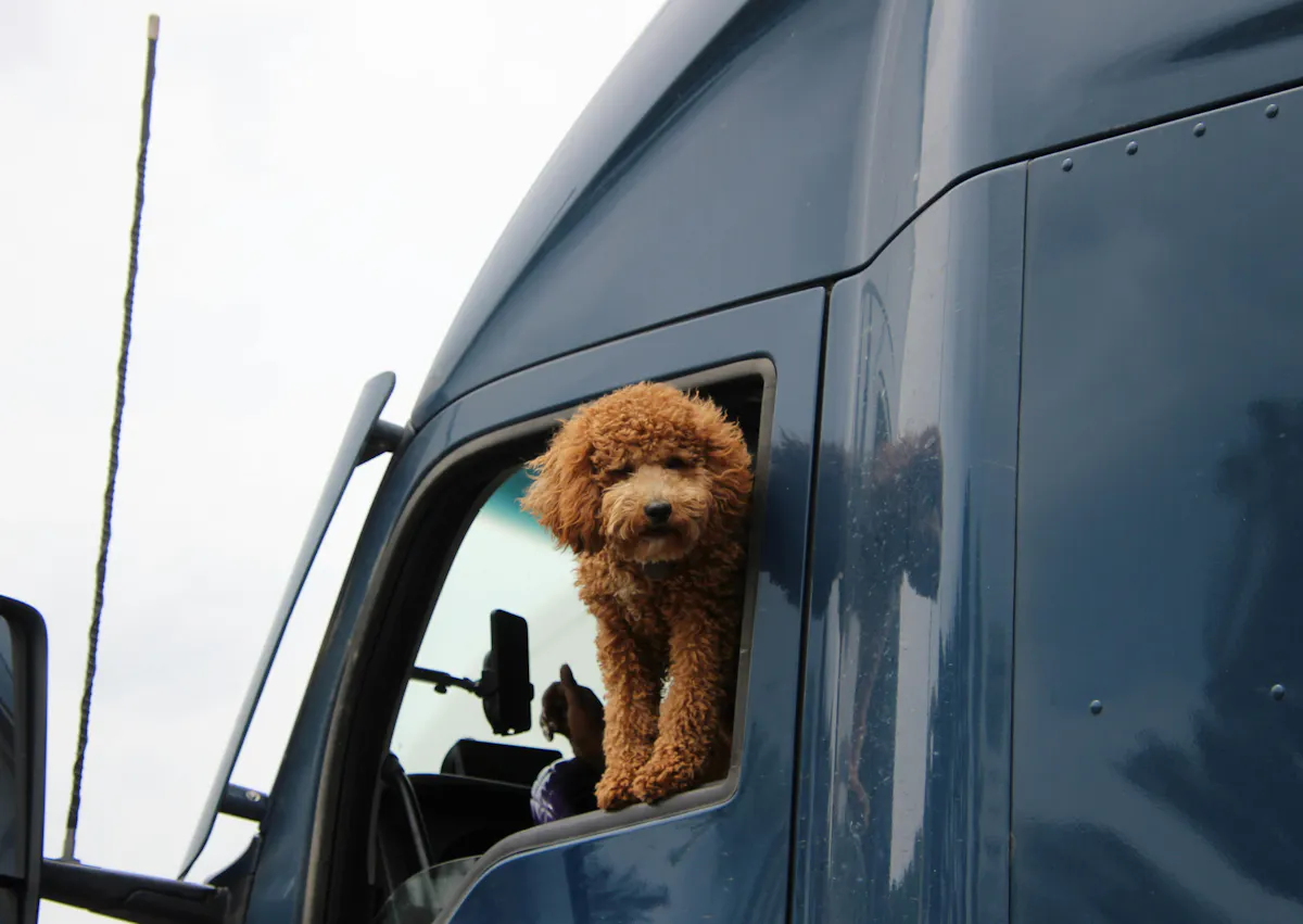 Goldendoodle à la fenêtre d'un camion