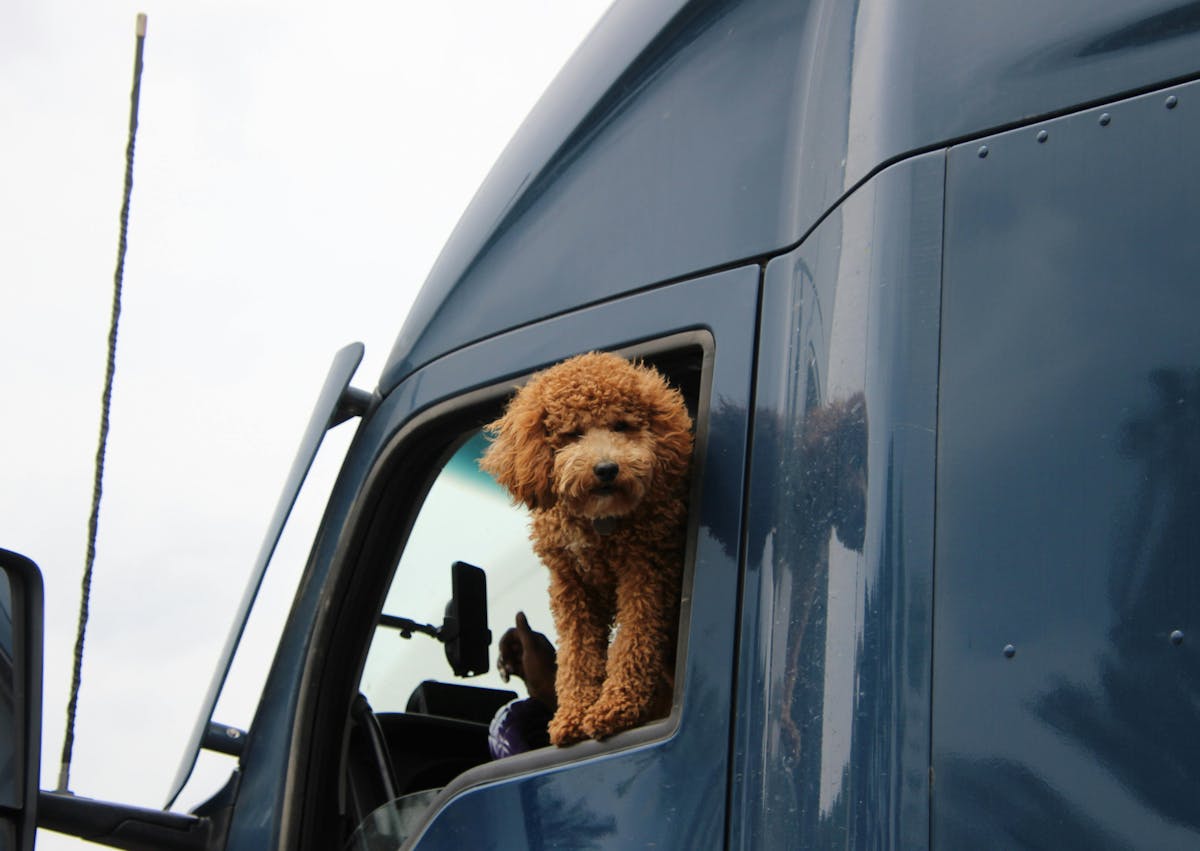 Goldendoodle à la fenêtre d'un camion