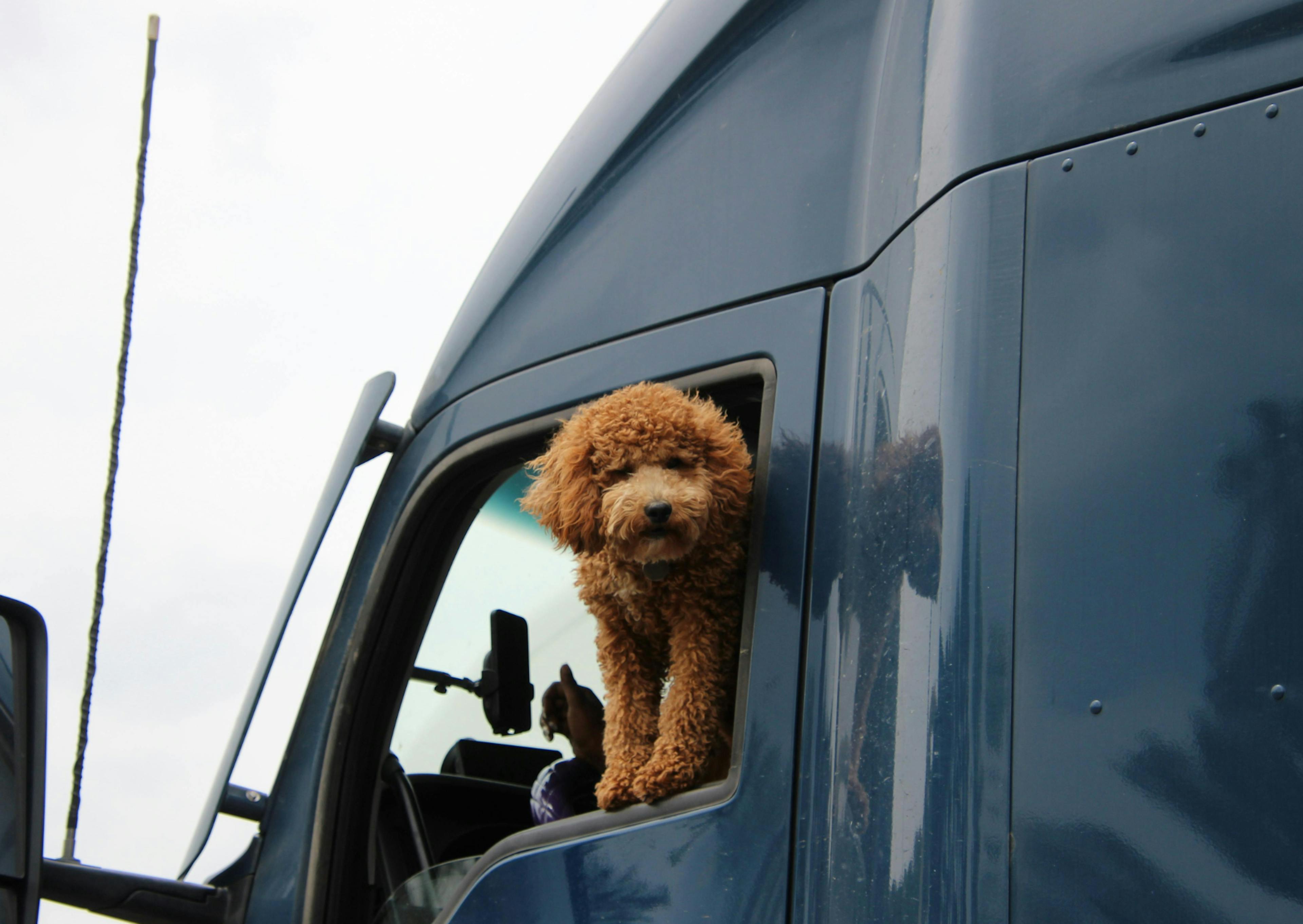 Goldendoodle à la fenêtre d'un camion
