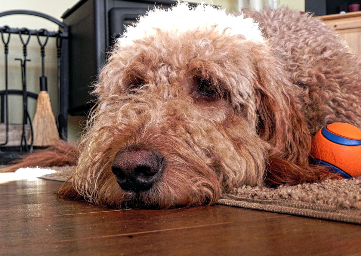 Goldendoodle couché pr terre sur un tapis, il a une balle de jeu à coté de lui 