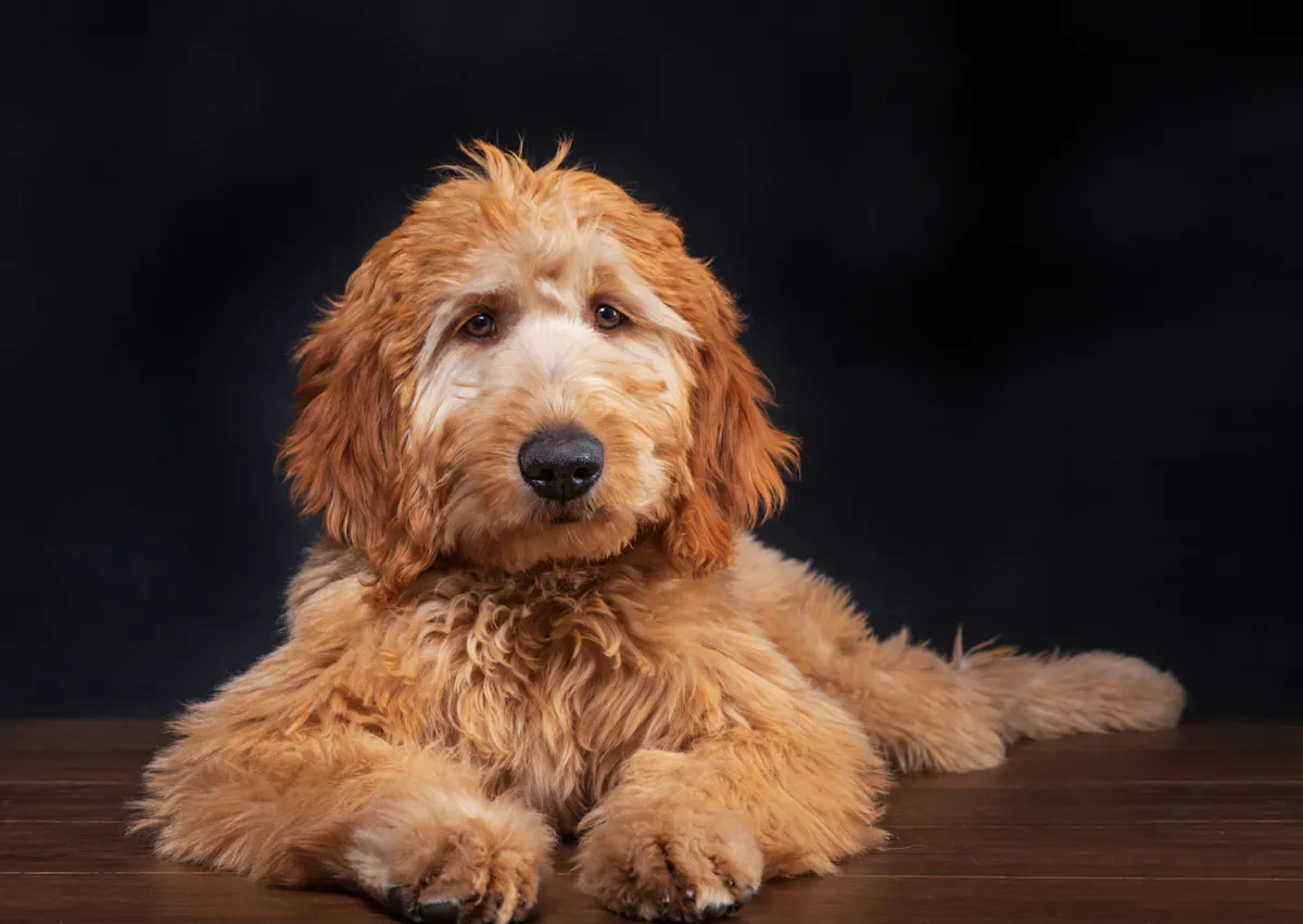 Goldendoodle caramel sur un fond noir, il est couché par terre
