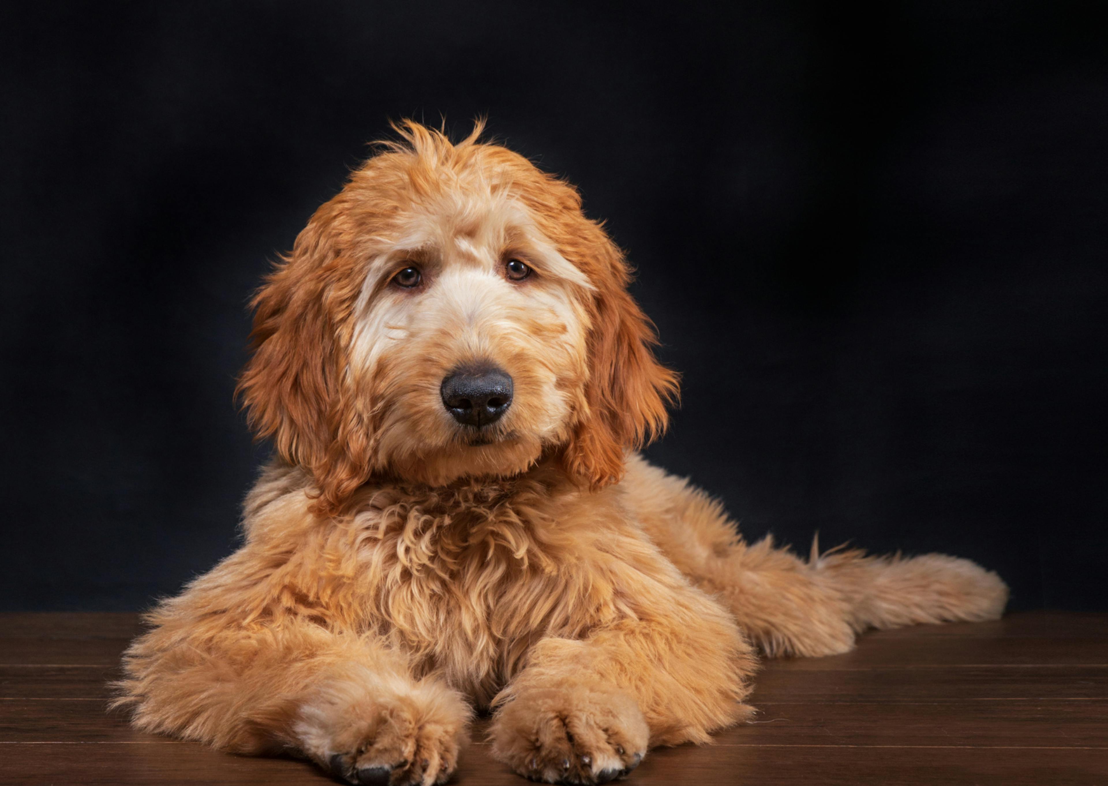 Goldendoodle caramel sur un fond noir, il est couché par terre 