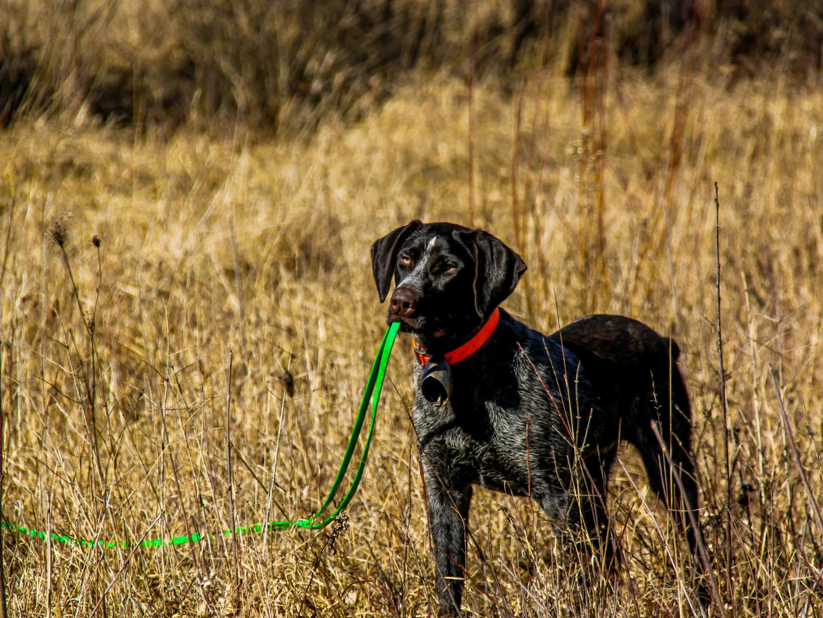 Drahthaar dans un champs