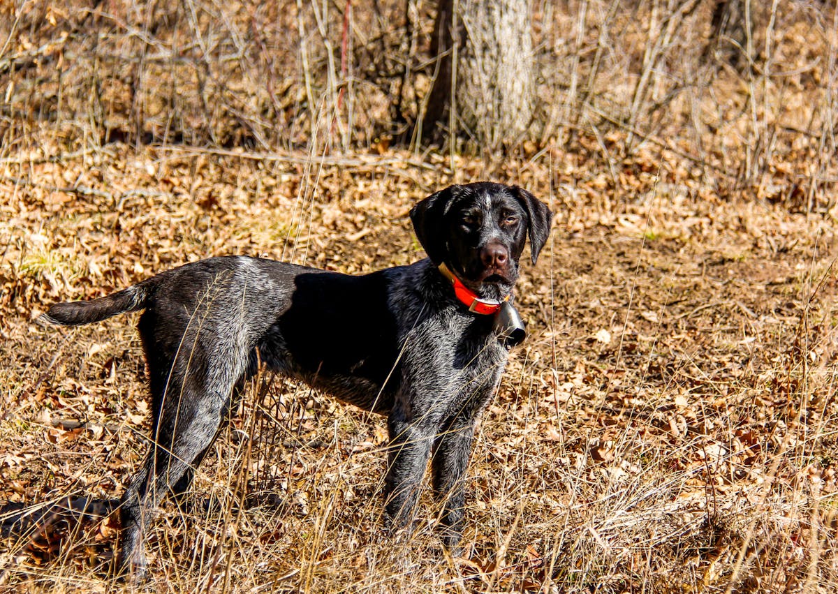 Drahthaar dans une forêt, il est debout et attentif