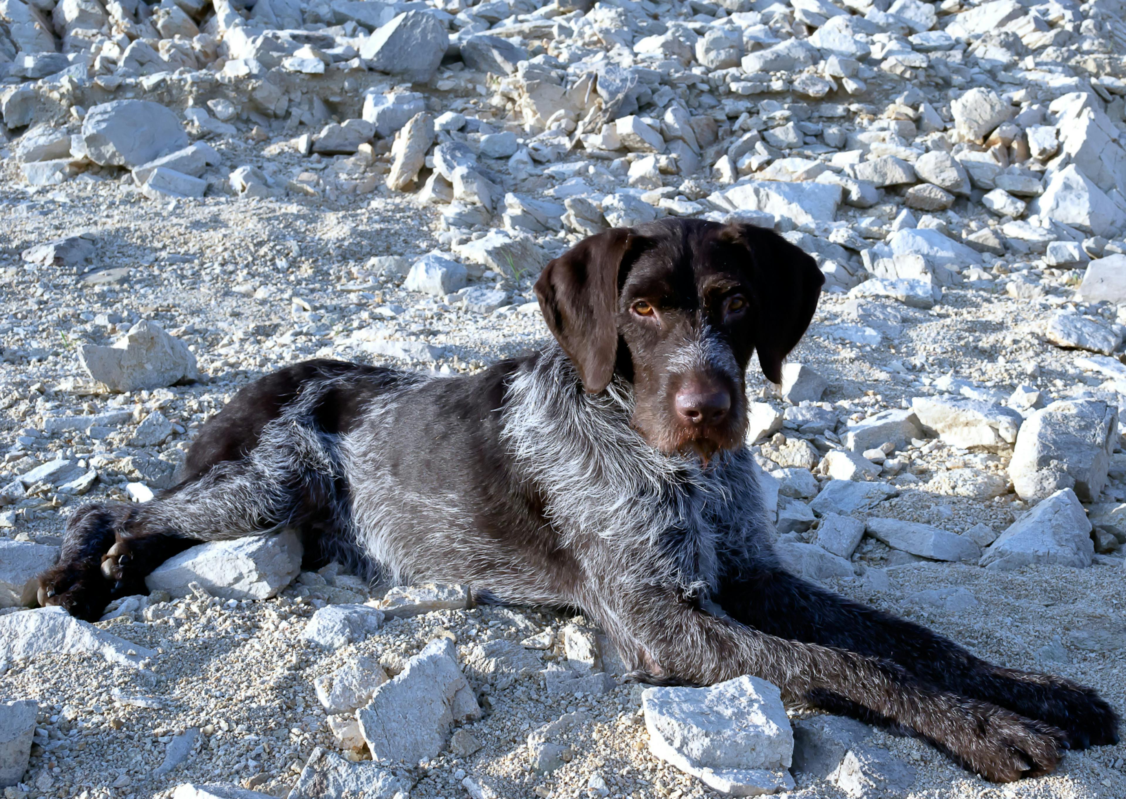 Drahthaar couché dans un tas de pierres blanches 