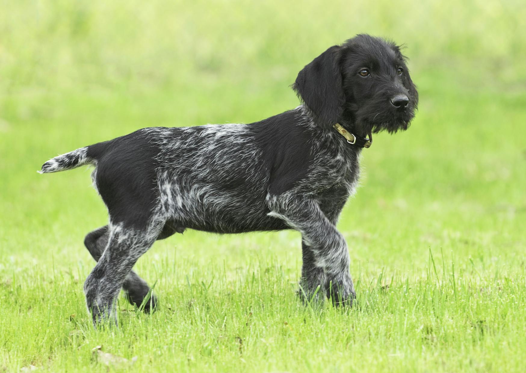 Chiot drahthaar, il marche dans l'herbe