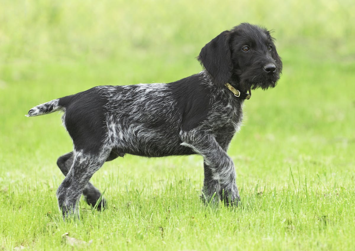 Chiot drahthaar, il marche dans l'herbe 