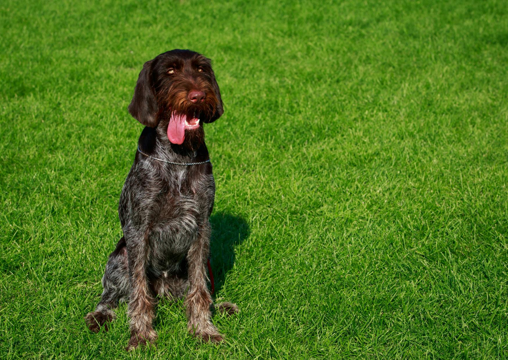 Drahthaar assis dans une pelouse, il tire la langue